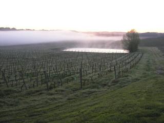 Bordeaux - in the vineyard